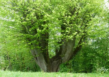 Geomantie: Vom Wesen der Bäume