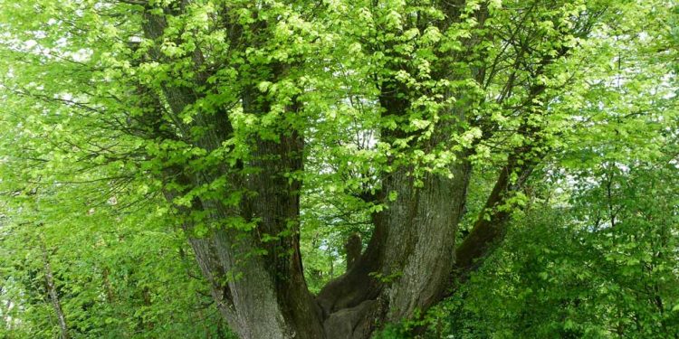 Geomantie: Vom Wesen der Bäume
