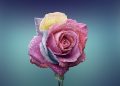 Die Rose – Das schönste Heilmittel der Welt