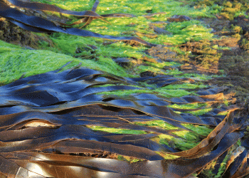 Gesundes aus dem Ozean