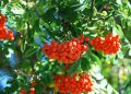 Eberesche  – Heilsames aus der Natur