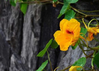 Kapuzinerkresse – heilsam, bunt und gesund!