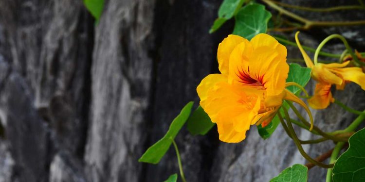 Kapuzinerkresse – heilsam, bunt und gesund!