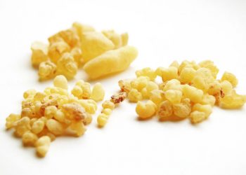 Entdecke die heilsame Kraft des Waldes!