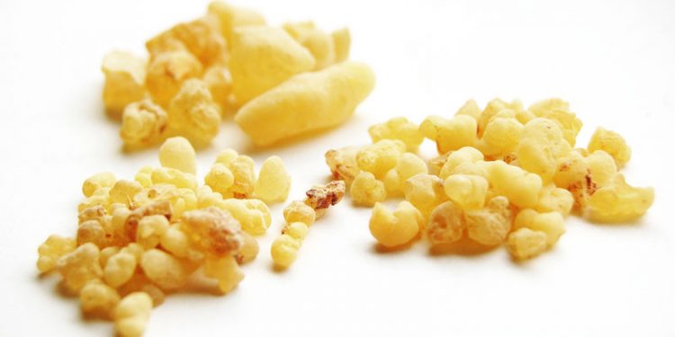 Entdecke die heilsame Kraft des Waldes!