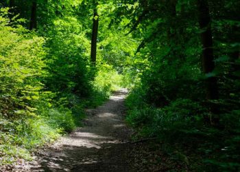 Entdecke die heilsame Kraft des Waldes!