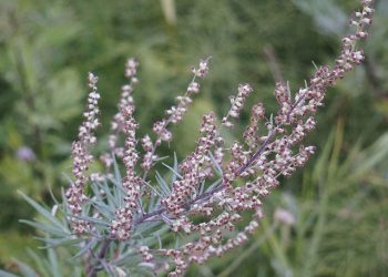 Der Beifuß – ein Alleskönner unter den Heilpflanzen