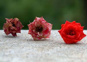 Evolution der Spiritualität