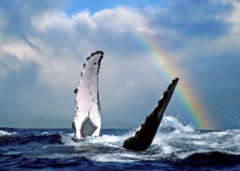 Der Weg zu einem glücklichen Planeten