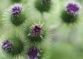 Heilerin Mariendistel