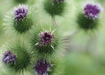 Heilerin Mariendistel