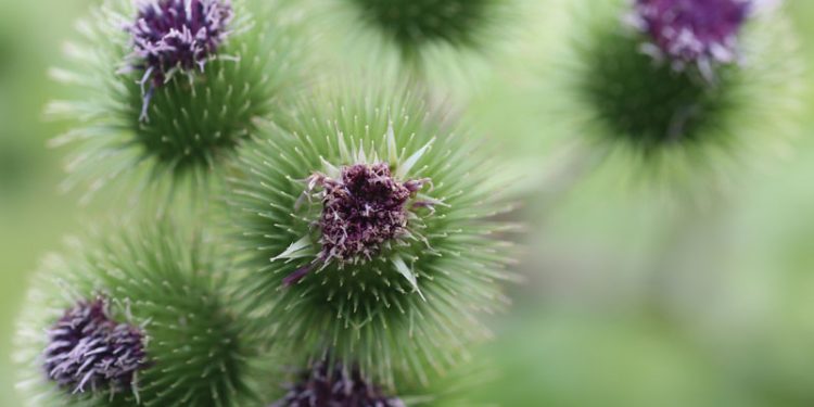 Heilerin Mariendistel