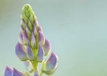 Lupinen – Das heimische Eiweißwunder