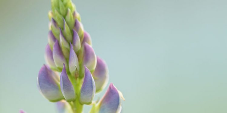 Lupinen – Das heimische Eiweißwunder