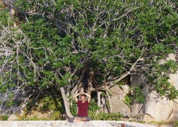 Die acht Strahlen der Sonne