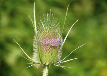 Die Karde – Pflanze der Götter