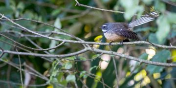 Der fröhliche Fächerschwanz –  Mache immer das Beste aus deiner Situation