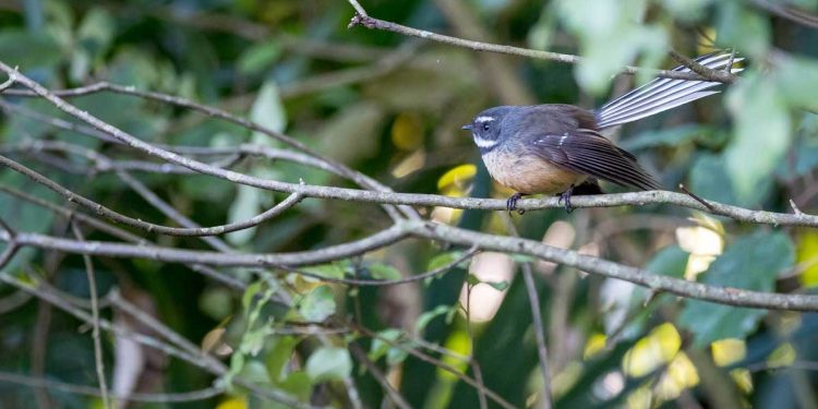 Der fröhliche Fächerschwanz –  Mache immer das Beste aus deiner Situation