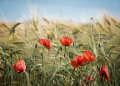 Fröhliche Feste feiern – Der Hochsommer