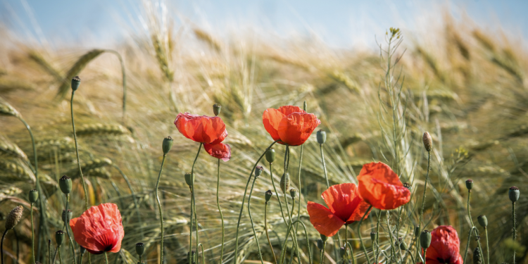 Fröhliche Feste feiern – Der Hochsommer