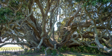 Erblühe in Schönheit und sei frei!