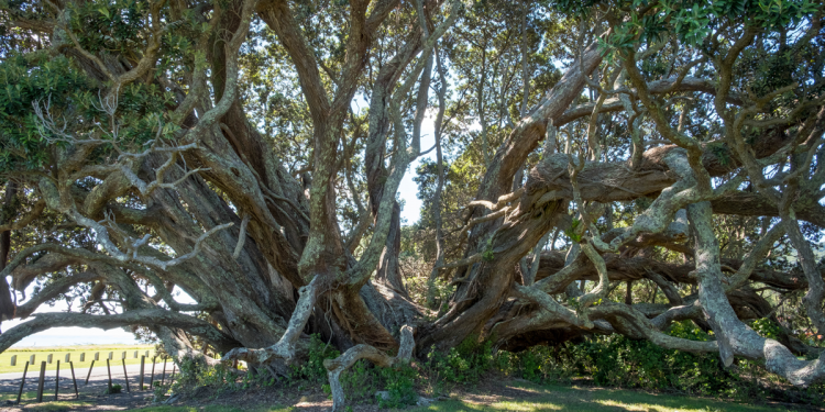 Erblühe in Schönheit und sei frei!