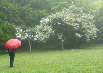 Haben Sie starke Abwehrkräfte?