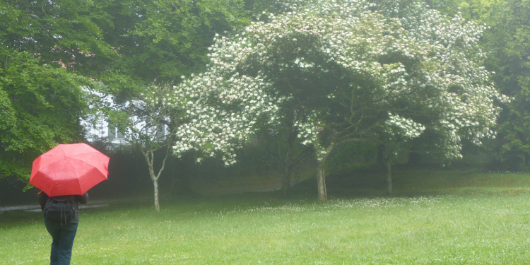 Haben Sie starke Abwehrkräfte?