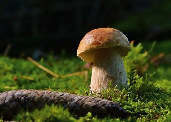 Pilze – Heilkraft aus dem Wald