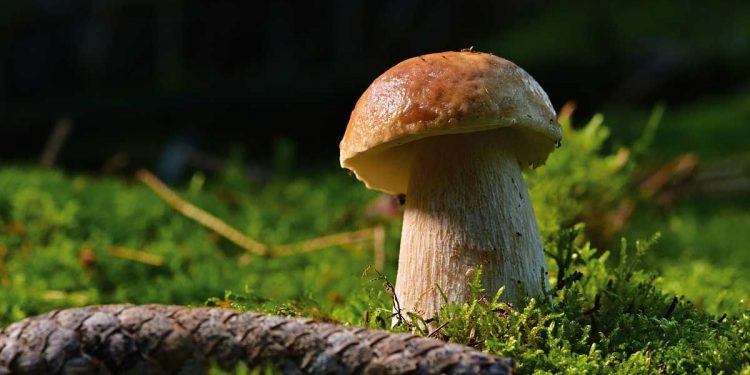 Pilze – Heilkraft aus dem Wald