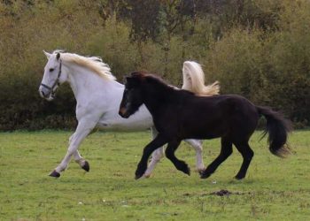 Ein wunderbares Pferdeleben
