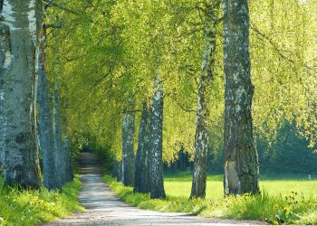 Die Licht-durchströmte Birke