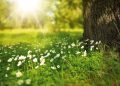 Grüne Seelen – Über die Weisheit der Natur