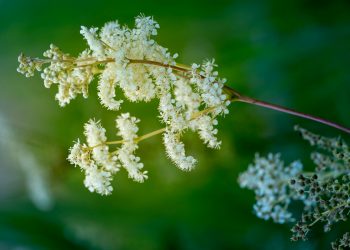 Schwere Beine?  – Pflanzliche Hilfen für Krampfadern, Ödeme und mehr