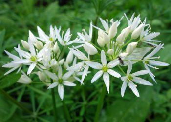 Wirkung des Bärlauch