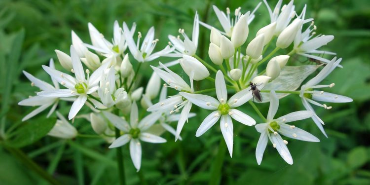 Wirkung des Bärlauch