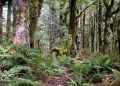 Die Hüter der  heiligen Wälder