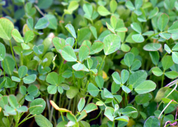 Bockshornklee Samen Wirkung