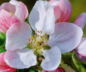 Venusblume