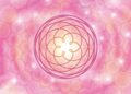 Venusblume